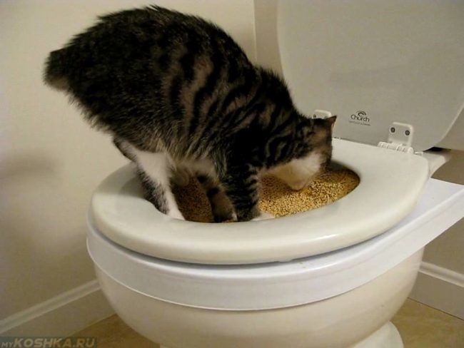 Кошка сходила в туалет на унитаз в свой лоток