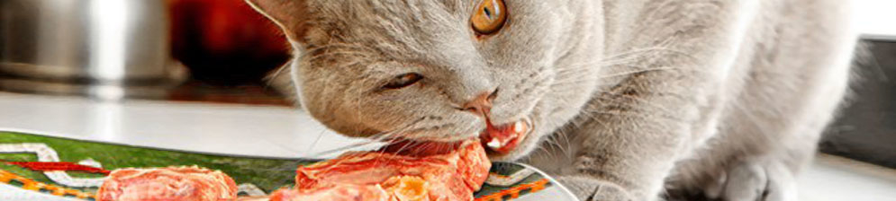 Кошка ест натруальную еду из мяса на тарелочке