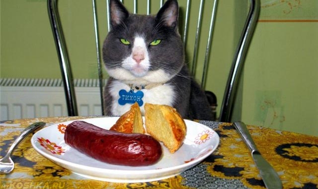 Кот недоволен натуральной едой