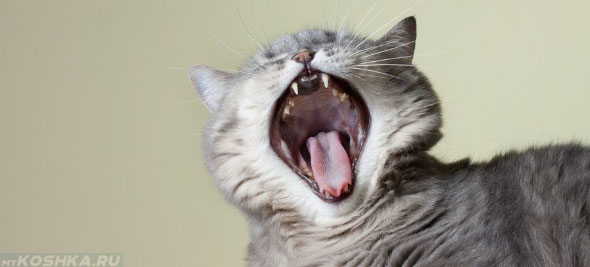Кошка смачно зевает