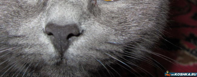 Нос здоровой кошки без выделений