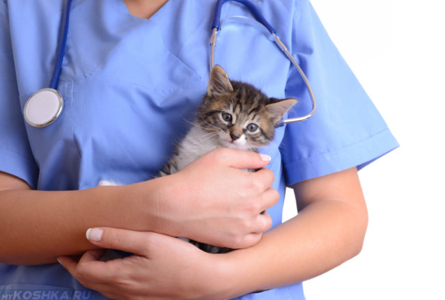 Ветеринар в голубой форме и котёнок