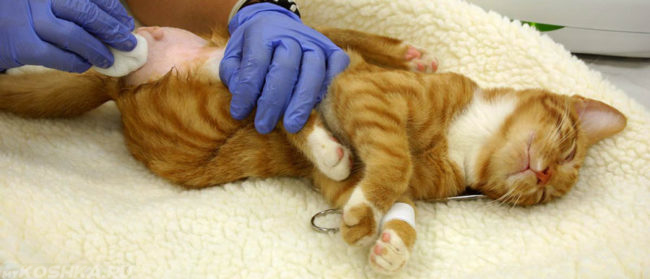 Операция кошке при проблемах с мочеиспусканием