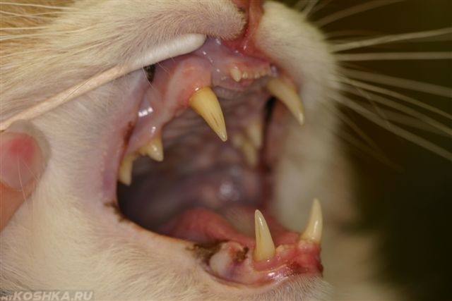 Профилактический осмотр зубов у кошки