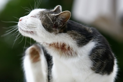 Проявление пищевой аллергии у кошки расчёсы