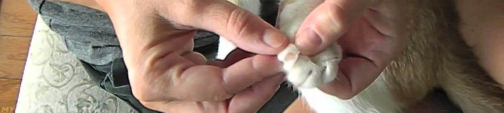Подстригаем кошки когти в домашних условиях