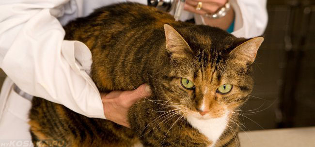 Кошке делает прививку ветеринарный врач