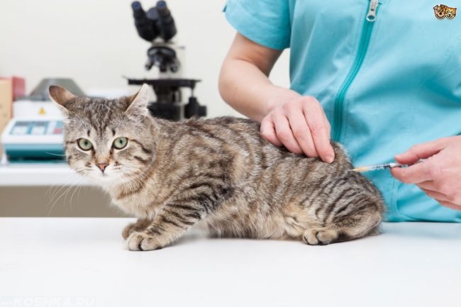 Ветеринар ставит полосатому коту прививку в бедро 
