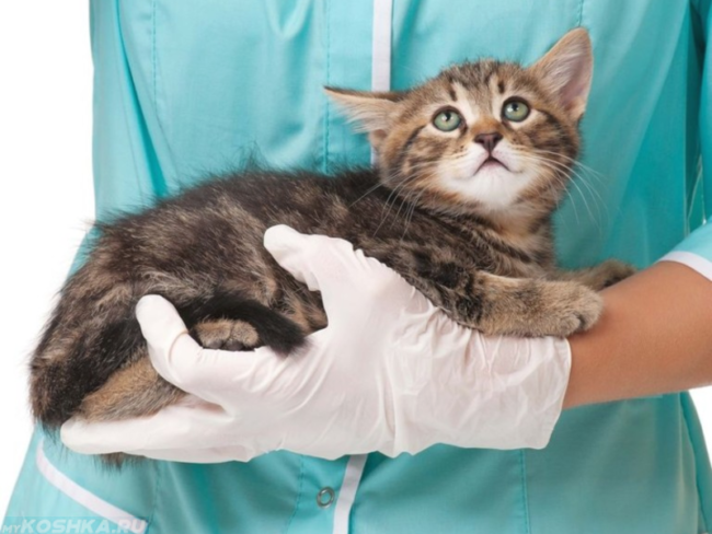 Котенок на руках ветеринара