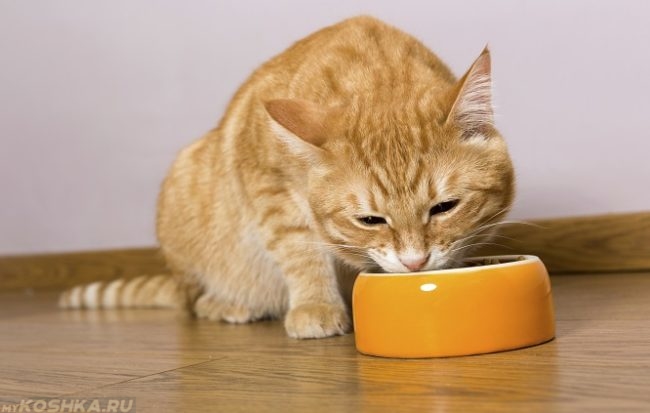 Рыжий полосатый кот сидит на полу и ест из желтой миски корм