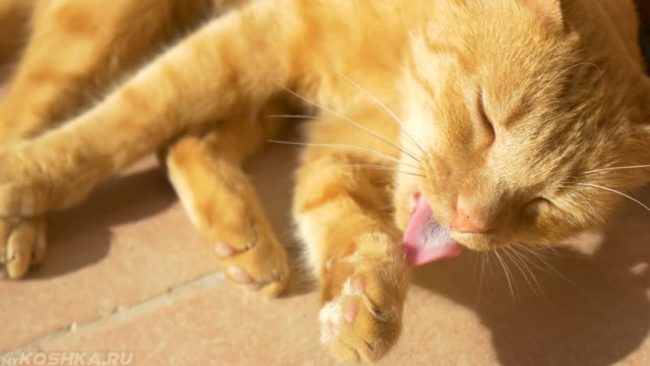 Рыжий кот вылизывает свою переднюю лапу из-за блошиного дерматита