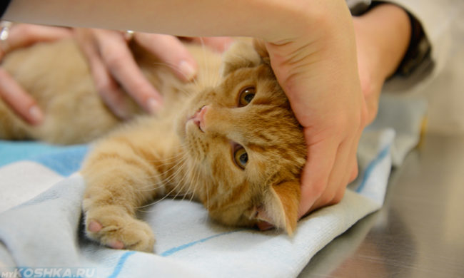 Ветеринары держат руками и осматривают пушистого рыжего кота на столе