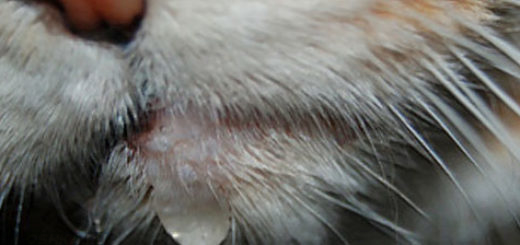 Слюна у кошки течёт изо рта прозрачная как вода