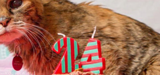 Стерилизованная 24 летняя кошка празднует свой день рождения