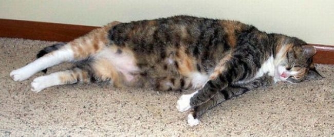 Стерилизованная кошка страдающая ожирением от неправильной еды