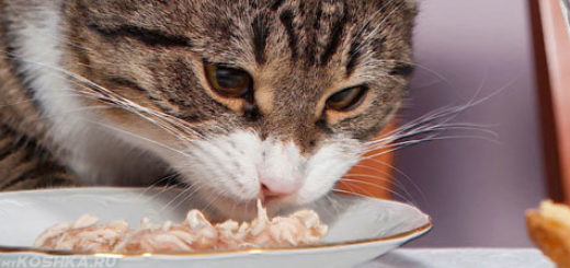 Стерилизованная кошка кушает натуральную пищу из миски