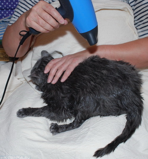 Сушка кошки при помощи фена после купания