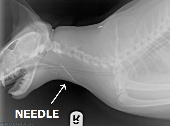 Инородное тело в горле у кошки на рентгене