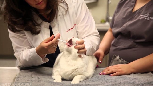 Ветеринар дает коту суспензию в рот