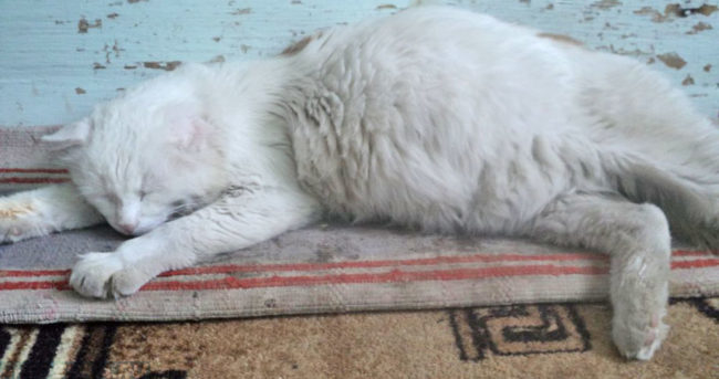 Вздутый живот у белого кота