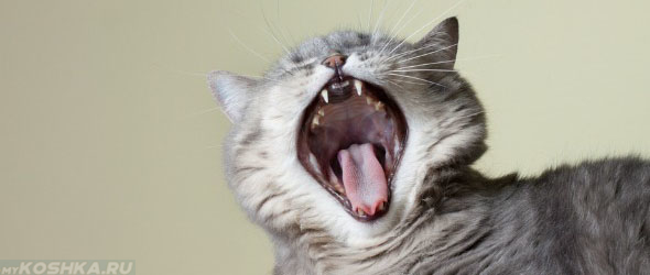 Кошка смачно зевает