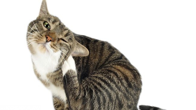 Полосатый кот чешет себя задней лапой за ухом из-за блох