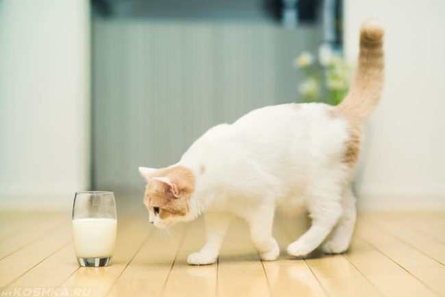 Белый кот подходит к стакану с молоком