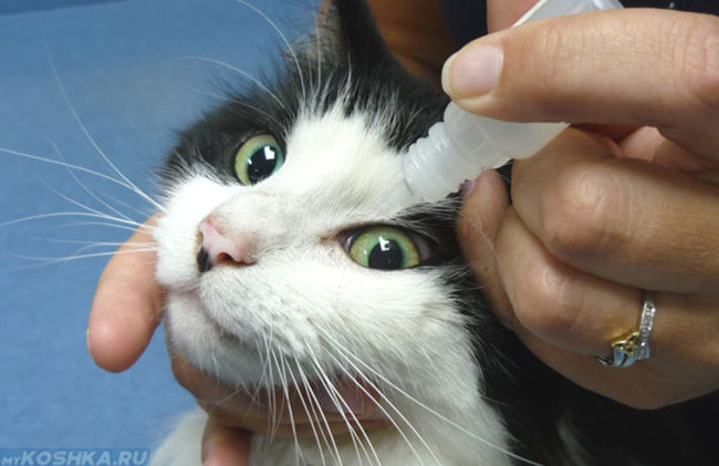 Кошке закапывают капли от ринотрахеита в глаза