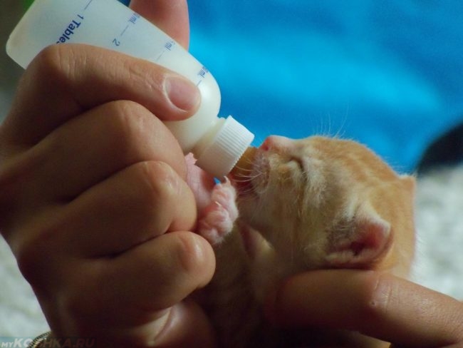 Рука кормит маленького котёнка молоком из бутылочки