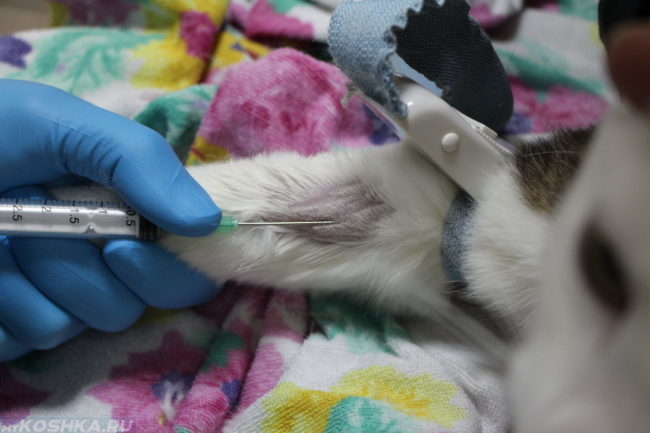 У кота берут анализ крови с помощью укола