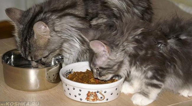 Мейн-Куны котёнок и взрослый едят мясо
