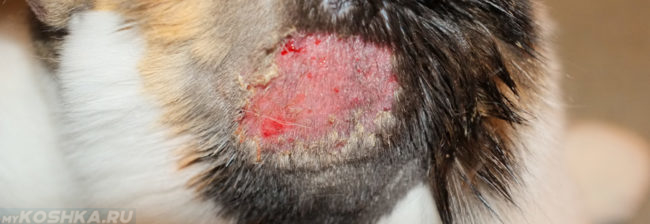 Болячка на шее у кошки из-за пищевой аллергии