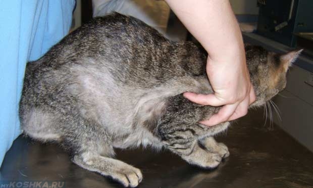 Алопеция на шерсти у кошки