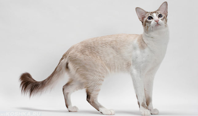 Кошка балинезийской породы