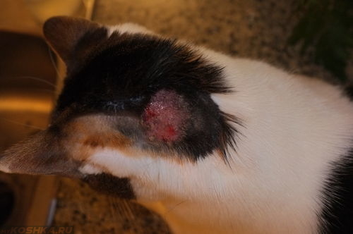 Болячка покрытая коркой на голове у кошки