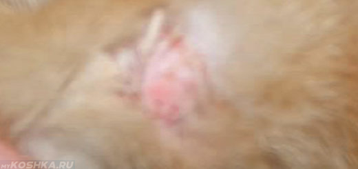 Болячка на шее у кошки с коркой