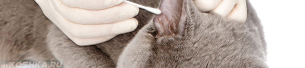 Правильная чистка уха у кота