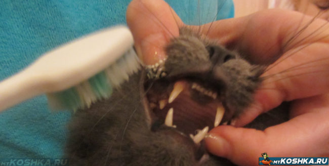 Чистка зубов кошке с зубным камнем