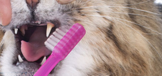 Чистка зубов у кота в домашних условиях