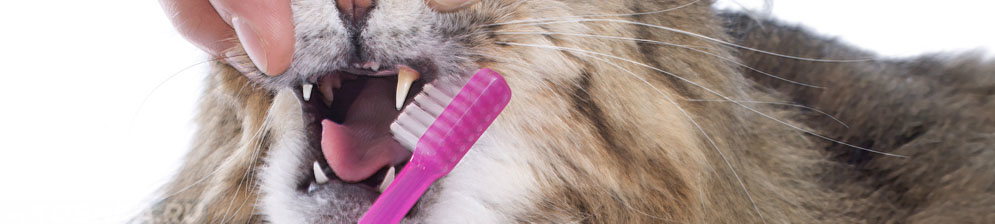 Чистка зубов у кота в домашних условиях