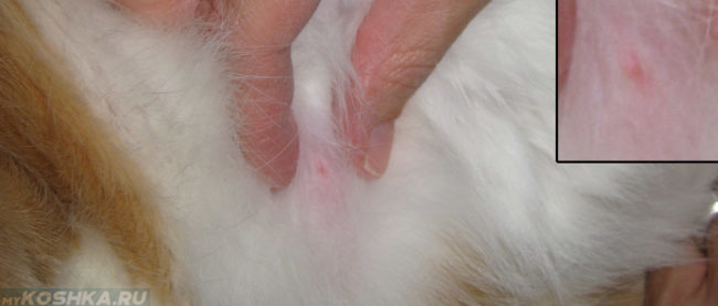 Диагностика стадии мастопатии у кошки ветеринаром