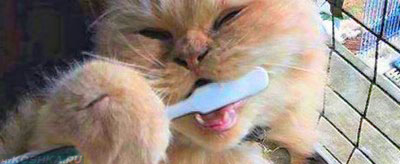 Профилактика плохого запаха изо рта чисткой зубов у кошки