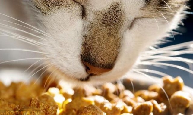Мордочка кошки вблизи и нос при поедании сухого корма