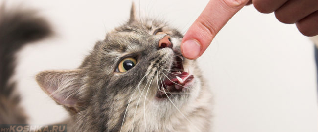 Кошка чешет зубы об палец хозяина