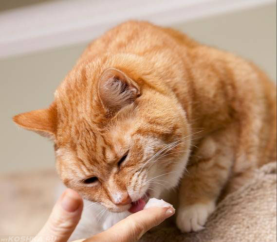 Кошка ест вазелиновое масло с рук хозяина