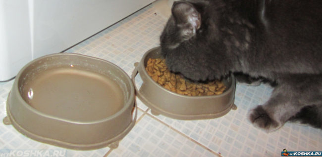 Кошка ест сухой корм премиум-класса из своей миски