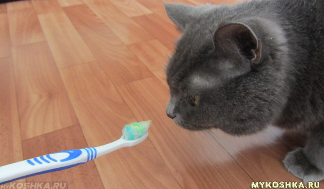 Кошка обнюхивает зубную щётку