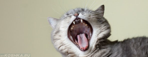 Кот зевает видно ротовую полость полностью