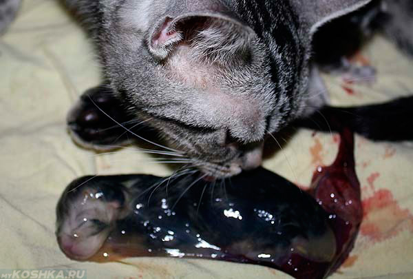 Кошка и родившийся котёнок в околоплодном пузыре 