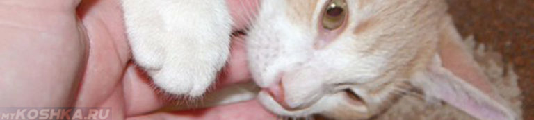 Кот нападает царапается и кусается, что делать?